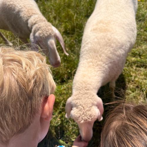 Lehrausgänge- Tiere 1a